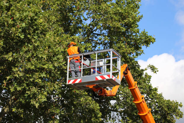 Best Tree Stump Removal  in Conestee, SC